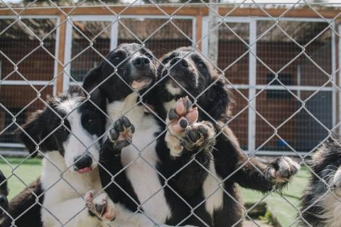 Αναστολή διατάγματος για καταφύγιο ζώων στην Πάφο ζητά το Κόμμα για τα Ζώα