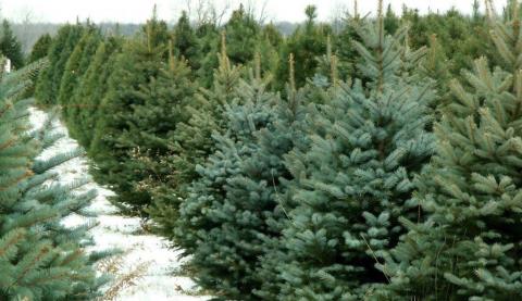 Τέλη Νοεμβρίου αρχίζει η πώληση χριστουγεννιάτικων δέντρων από το Τμήμα Δασών