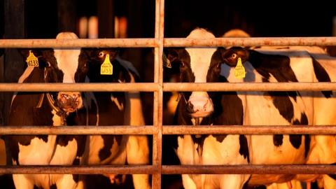 Περίπου 3,000 αγελάδες παραμένουν πάνω σε ένα πλοίο στις τουρκικές ακτές από τις 21 Οκτωβρίου