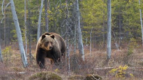 Αρκούδα επιτέθηκε σε ομάδα μαθητών στον Καναδά-Δύο άτομα βρίσκονται σε κρίσιμη κατάσταση
