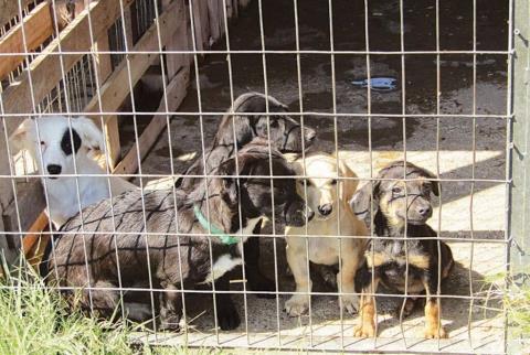 Θέλει οριστική επίλυση των θεμάτων της ευημερίας των Ζώων η Επίτροπος Περιβάλλοντος