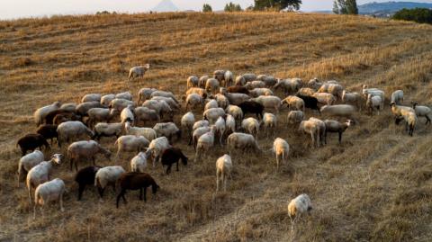 Αυξήθηκαν τα κρούσματα ευλογιάς στην Έλλαδα- Πάνω από 423.000 ζώα θανατώθηκαν μέσα σε τρεις μήνες