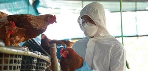 Ο ιός της γρίπης των πτηνών θα μπορούσε να προκαλέσει πανδημία χειρότερη της COVID