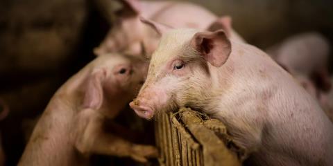 Μπλόκο στο ένα τρίτο ισπανικών πιστοποιητικών εξαγωγής χοιρινού λόγω πανώλης χοίρων