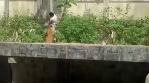 Τραγικός θάνατος για 19χρονο στη Βραζιλία-Μπήκε σε κλουβί ζωολογικού κήπου με λιοντάρια και τον κατασπάραξαν