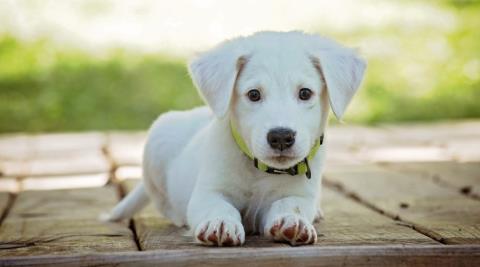 Καταγγελίες για pet shops από το Κόμμα για τα Ζώα-Ισχυρίζεται ότι έξι στα δέκα δεν έχουν άδεια