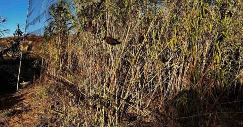 Καταδικάστηκαν 55 πρόσωπα για λαθροθηρία πτηνών-Πρόστιμα 239.000 ευρώ