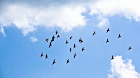 Καταδικάστηκαν 55 λαθροθήρες σε δύο μήνες-Κατασχέθηκαν εκατοντάδες βερκά και δίκτυα