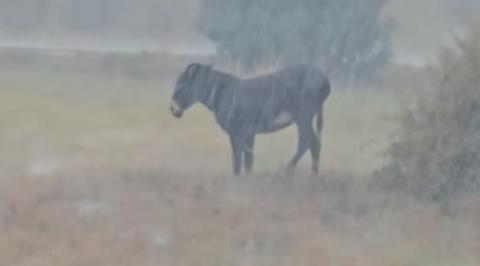 ΒΙΝΤΕΟ: Άφησαν γαϊδουράκι δεμένο στη βροχή-Θύελλα αντιδράσεων