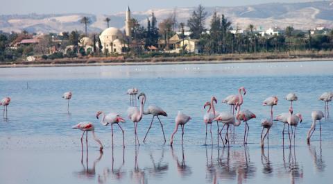 Έφτασαν τα πρώτα φλαμίνγκο στη Λάρνακα-Μειώνεται ο πληθυσμός τους προειδοποιούν οι ειδικοί