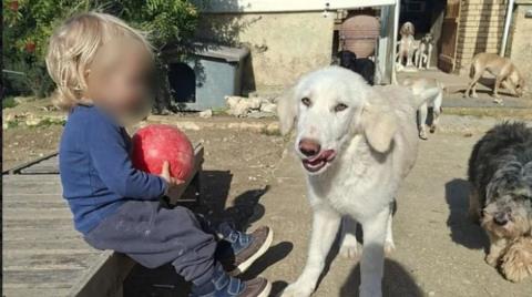 Νέες αποκαλύψεις για το θάνατο του δίχρονου στην Ελλάδα-«Το πίτμπουλ τρόμαξε από πυροβολισμούς κυνηγών και κατασπάραξε τον Λίο»