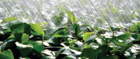 Τεράστια ανάσα οι βροχές των τελευταίων ημερών για τους γεωργούς-«Ευλογημένες και θαυματουργές, τις περιμέναμε από πέρσι»