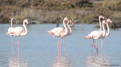 Καταγγελίες για ρυπασμένο νερό στην αλυκή Ακρωτηρίου-Ζητά έρευνα η Birdlife Cyprus