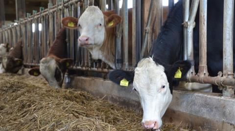 Ξεκίνησε η αποζημίωση κτηνοτρόφων για κατεδάφιση οχληρών υποστατικών το Υπουργείο Γεωργίας