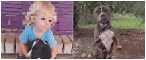 Υπό παρακολούθηση το πίτμπουλ που σκότωσε δίχρονο στην Ελλάδα-«Πρώτη φορά βλέπω τέτοια απάθεια, δεν δείχνει συναίσθημα»