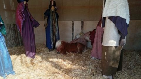 Σάλος στην Ελλάδα, έβαλαν ζωντανό πόνι σε φάτνη-«Νούμερα που ζουν στον κόσμο τους»