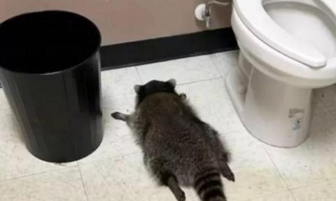 Το μεθυσμένο ρακούν ξαναχτυπά-«Κατηγορείται» για τρεις ληστείες