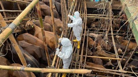 Ύ&pi;&omicron;&pi;&tau;&alpha; &pi;&epsilon;&rho;&iota;&sigma;&tau;&alpha;&tau;&iota;&kappa;ά &alpha;&phi;&theta;ώ&delta;&eta; &pi;&upsilon;&rho;&epsilon;&tau;&omicron;ύ &sigma;&tau;&alpha; &kappa;&alpha;&tau;&epsilon;&chi;ό&mu;&epsilon;&nu;&alpha;-&Sigma;&upsilon;&mu;&pi;&tau;ώ&mu;&alpha;&tau;&alpha; &sigma;&epsilon; &epsilon;&beta;&delta;&omicron;&mu;ή&nu;&tau;&alpha; &zeta;ώ&alpha;, &kappa;&alpha;&theta;&eta;&sigma;&upsilon;&chi;ά&zeta;&epsilon;&iota; &eta; &laquo;έ&nu;&omega;&sigma;&eta; &kappa;&tau;&eta;&nu;&iota;ά&tau;&rho;&omega;&nu;&raquo;