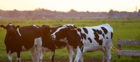 Καθησυχάζουν οι Κτηνιατρικές Υπηρεσίες για τον αφθώδη πυρετό-«Δεν μεταδίδεται στον άνθρωπο»