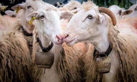 &Sigma;&epsilon; &kappa;ό&kappa;&kappa;&iota;&nu;&omicron; &sigma;&upsilon;&nu;&alpha;&gamma;&epsilon;&rho;&mu;ό &omicron;&iota; &Kappa;&tau;&eta;&nu;&iota;&alpha;&tau;&rho;&iota;&kappa;έ&sigmaf; &Upsilon;&pi;&eta;&rho;&epsilon;&sigma;ί&epsilon;&sigmaf; &gamma;&iota;&alpha; &tau;&omicron; &kappa;&rho;&omicron;ύ&sigma;&mu;&alpha; &alpha;&phi;&theta;ώ&delta;&eta; &pi;&upsilon;&rho;&epsilon;&tau;&omicron;ύ &sigma;&tau;&alpha; &kappa;&alpha;&tau;&epsilon;&chi;ό&mu;&epsilon;&nu;&alpha;