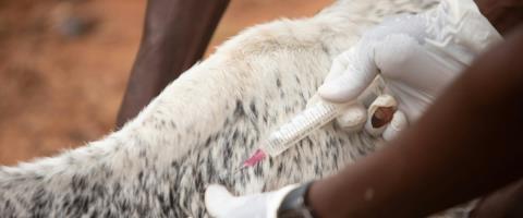 &Omicron;&lambda;&omicron;&kappa;&lambda;&eta;&rho;ώ&theta;&eta;&kappa;&epsilon; &eta; 1&eta; &delta;ό&sigma;&eta; &epsilon;&mu;&beta;&omicron;&lambda;&iota;&alpha;&sigma;&mu;&omicron;ύ 65.000 &beta;&omicron;&omicron;&epsilon;&iota;&delta;ώ&nu; &sigma;&tau;&alpha; &kappa;&alpha;&tau;&epsilon;&chi;ό&mu;&epsilon;&nu;&alpha; &gamma;&iota;&alpha; &tau;&omicron;&nu; &alpha;&phi;&theta;ώ&delta;&eta; &pi;&upsilon;&rho;&epsilon;&tau;ό