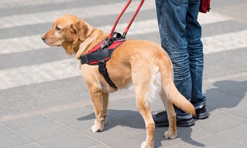 &Nu;&omicron;&mu;&omicron;&theta;&epsilon;&tau;&iota;&kappa;ό &kappa;&epsilon;&nu;ό &gamma;&iota;&alpha; &tau;&omicron; &delta;&iota;&kappa;&alpha;ί&omega;&mu;&alpha; &Alpha;&mu;&epsilon;&Alpha; &nu;&alpha; &sigma;&upsilon;&nu;&omicron;&delta;&epsilon;ύ&omicron;&nu;&tau;&alpha;&iota; &alpha;&pi;ό &sigma;&kappa;ύ&lambda;&omicron;&upsilon;&sigmaf; &omicron;&delta;&eta;&gamma;&omicron;ύ&sigmaf; &sigma;&epsilon; &delta;&eta;&mu;ό&sigma;&iota;&omicron;&upsilon;&sigmaf; &kappa;&alpha;&iota; &iota;&delta;&iota;&omega;&tau;&iota;&kappa;&omicron;ύ&sigmaf; &chi;ώ&rho;&omicron;&upsilon;&sigmaf;