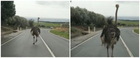 &Beta;&Iota;&Nu;&Tau;&Epsilon;&Omicron;: &Sigma;&tau;&rho;&omicron;&upsilon;&theta;&omicron;&kappa;ά&mu;&eta;&lambda;&omicron;&sigmaf; &beta;&gamma;ή&kappa;&epsilon;... &beta;ό&lambda;&tau;&alpha; &sigma;&tau;&omicron;&upsilon;&sigmaf; &delta;&rho;ό&mu;&omicron;&upsilon;&sigmaf; &tau;&eta;&sigmaf; &Pi;ά&phi;&omicron;&upsilon;-&Alpha;&nu;&alpha;&zeta;&eta;&tau;&epsilon;ί &tau;&omicron; &zeta;ώ&omicron;