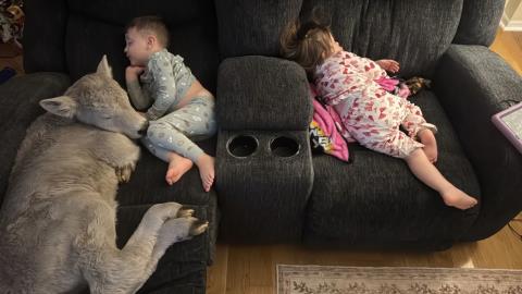 &Kappa;&omicron;&iota;&mu;ά&tau;&alpha;&iota; &sigma;&alpha;&nu; &mu;&omicron;&sigma;&chi;ά&rho;&iota;... &delta;ί&pi;&lambda;&alpha; &sigma;&tau;&alpha; &pi;&alpha;&iota;&delta;&iota;ά-&Omicron;&iota;&kappa;&omicron;&gamma;έ&nu;&epsilon;&iota;&alpha; &phi;&iota;&lambda;&omicron;&xi;έ&nu;&eta;&sigma;&epsilon; &tau;&omicron; &nu;&epsilon;&omicron;&gamma;έ&nu;&nu;&eta;&tau;&omicron; &zeta;&omega;ά&kappa;&iota; &lambda;ό&gamma;&omega; &psi;ύ&chi;&omicron;&upsilon;&sigmaf;