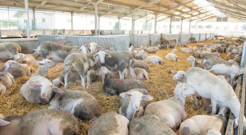 &Epsilon;&mu;&beta;ό&lambda;&iota;&alpha; &kappa;&alpha;&iota; &kappa;&tau;&eta;&nu;&iota;&alpha;&tau;&rho;&iota;&kappa;ή &beta;&omicron;ή&theta;&epsilon;&iota;&alpha; &gamma;&iota;&alpha; &alpha;&phi;&theta;ώ&delta;&eta; &pi;&upsilon;&rho;&epsilon;&tau;ό &alpha;&pi;&omicron;&sigma;&tau;έ&lambda;&lambda;&epsilon;&iota; &eta; &Kappa;&omicron;&mu;&iota;&sigma;&iota;ό&nu; &sigma;&tau;&eta;&nu; &tau;/&kappa; &kappa;&omicron;&iota;&nu;ό&tau;&eta;&tau;&alpha;