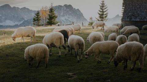 &Alpha;&pi;&omicron;&phi;ά&sigma;&iota;&sigma;&epsilon; &omicron;&iota;&kappa;&omicron;&nu;&omicron;&mu;&iota;&kappa;ή έ&nu;&epsilon;&sigma;&eta; &tau;&eta;&sigmaf; &alpha;&iota;&gamma;&omicron;&pi;&rho;&omicron;&beta;&alpha;&tau;&omicron;&tau;&rho;&omicron;&phi;ί&alpha;&sigmaf; &tau;&omicron; &Upsilon;&pi;&omicron;&upsilon;&rho;&gamma;&iota;&kappa;ό &Sigma;&upsilon;&mu;&beta;&omicron;ύ&lambda;&iota;&omicron;-&Pi;&omicron;&iota;&omicron;&iota; &omicron;&iota; &delta;&iota;&kappa;&alpha;&iota;&omicron;ύ&chi;&omicron;&iota;