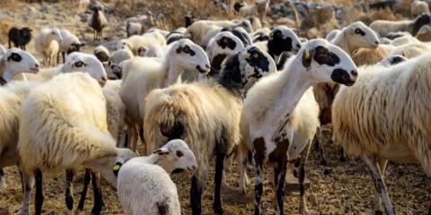 &Pi;&rho;&omicron;&chi;&omega;&rho;&omicron;ύ&nu; &mu;&epsilon; &alpha;&upsilon;&sigma;&tau;&eta;&rho;ό&tau;&epsilon;&rho;&alpha; &mu;έ&tau;&rho;&alpha; &omicron;&iota; &Kappa;&tau;&eta;&nu;&iota;&alpha;&tau;&rho;&iota;&kappa;έ&sigmaf;-&Alpha;&pi;&alpha;&gamma;ό&rho;&epsilon;&upsilon;&sigma;&eta; &tau;&omega;&nu; &mu;&epsilon;&tau;&alpha;&kappa;&iota;&nu;ή&sigma;&epsilon;&omega;&nu; &zeta;ώ&omega;&nu; &alpha;&nu;ά &tau;&omicron; &pi;&alpha;&gamma;&kappa;ύ&pi;&rho;&iota;&omicron;