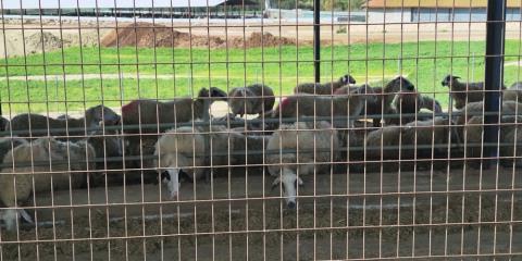 &Sigma;&epsilon; &epsilon;&pi;&iota;&phi;&upsilon;&lambda;&alpha;&kappa;ή &Omicron;&rho;ό&kappa;&lambda;&iota;&nu;&eta; &kappa;&alpha;&iota; &Lambda;&epsilon;&iota;&beta;ά&delta;&iota;&alpha; &lambda;ό&gamma;&omega; &tau;&omicron;&nu; &theta;&epsilon;&tau;&iota;&kappa;ώ&nu; &kappa;&rho;&omicron;&upsilon;&sigma;&mu;ά&tau;&omega;&nu; &alpha;&phi;&theta;ώ&delta;&omicron;&upsilon;&sigmaf; &pi;&upsilon;&rho;&epsilon;&tau;&omicron;ύ-&laquo;&Alpha;&pi;ό&lambda;&upsilon;&tau;&eta; &pi;&rho;&omicron;&tau;&epsilon;&rho;&alpha;&iota;ό&tau;&eta;&tau;&alpha; &eta;&nbsp;&pi;&rho;&omicron;&sigma;&tau;&alpha;&sigma;ί&alpha; &tau;&eta;&sigmaf; &delta;&eta;&mu;ό&sigma;&iota;&alpha;&sigmaf; &upsilon;&gamma;&epsilon;ί&alpha;&sigmaf;&raquo;