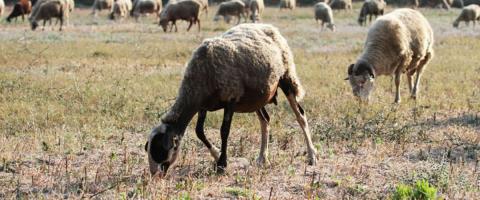 &Zeta;&eta;&tau;&omicron;ύ&nu; &sigma;&tau;ή&rho;&iota;&xi;&eta; &pi;&rho;&omicron;&sigmaf; &pi;&lambda;&eta;&gamma;έ&nu;&tau;&epsilon;&sigmaf; &kappa;&alpha;&iota; &alpha;&upsilon;&sigma;&tau;&eta;&rho;ή &epsilon;&phi;&alpha;&rho;&mu;&omicron;&gamma;ή &pi;&rho;&omega;&tau;&omicron;&kappa;ό&lambda;&lambda;&omega;&nu; &omicron;&iota; &kappa;&tau;&eta;&nu;&omicron;&tau;&rho;ό&phi;&omicron;&iota;-&laquo;&Pi;&rho;&omicron;&tau;&epsilon;&rho;&alpha;&iota;ό&tau;&eta;&tau;&alpha; &eta; &mu;&eta; &epsilon;&xi;ά&pi;&lambda;&omega;&sigma;&eta; &tau;&omicron;&upsilon; &alpha;&phi;&theta;ώ&delta;&eta; &pi;&upsilon;&rho;&epsilon;&tau;&omicron;ύ&raquo;