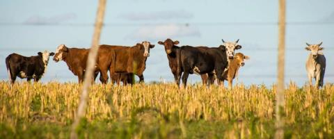 &Epsilon;&nu;&eta;&mu;&epsilon;&rho;ώ&theta;&eta;&kappa;&alpha;&nu; &omicron;&iota; &Epsilon;&upsilon;&rho;&omega;&pi;&alpha;ί&omicron;&iota; &epsilon;&mu;&pi;&epsilon;&iota;&rho;&omicron;&gamma;&nu;ώ&mu;&omicron;&nu;&epsilon;&sigmaf; &gamma;&iota;&alpha; &tau;&omicron;&nu; &alpha;&phi;&theta;ώ&delta;&eta; &pi;&upsilon;&rho;&epsilon;&tau;ό-&Alpha;&pi;&omicron;&phi;&alpha;&sigma;ί&sigma;&tau;&eta;&kappa;&epsilon; &eta; ά&mu;&epsilon;&sigma;&eta; έ&nu;&alpha;&rho;&xi;&eta; &epsilon;&mu;&beta;&omicron;&lambda;&iota;&alpha;&sigma;&mu;ώ&nu;