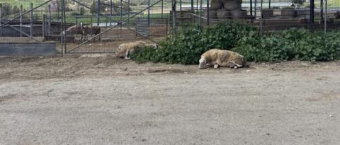 &Alpha;&nu;έ&lambda;&alpha;&beta;&epsilon; &tau;&eta; &delta;&iota;&alpha;&delta;&iota;&kappa;&alpha;&sigma;ί&alpha; &tau;&alpha;&phi;ή&sigmaf; &tau;&omega;&nu; &zeta;ώ&omega;&nu; &pi;&omicron;&upsilon; &theta;&alpha; &theta;&alpha;&nu;&alpha;&tau;&omega;&theta;&omicron;ύ&nu; &lambda;ό&gamma;&omega; &tau;&omicron;&upsilon; &alpha;&phi;&theta;ώ&delta;&omicron;&upsilon;&sigmaf; &pi;&upsilon;&rho;&epsilon;&tau;&omicron;ύ