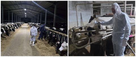 Αγωνιούν οι κτηνοτρόφοι για την επόμενη μέρα διαχείρισης του αφθώδους πυρετού-«Αφήσαμε την πρώτη γραμμή χαλαρή, εφησυχαστήκαμε»