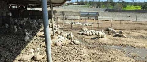 Κατανοούν αλλά χαρακτηρίζουν επιβεβλημένη τη θανάτωση του συνόλου των ζώων σε μονάδες με κρούσματα αφθώδους πυρετού οι Κτηνιατρικές