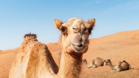 &Sigma;ά&lambda;&omicron;&sigmaf; &sigma;&epsilon; &kappa;&alpha;&lambda;&lambda;&iota;&sigma;&tau;&epsilon;ί&alpha; &kappa;&alpha;&mu;&eta;&lambda;ώ&nu; &sigma;&tau;&omicron; &Omicron;&mu;ά&nu;-&Omicron;&iota; &delta;&iota;&omicron;&rho;&gamma;&alpha;&nu;&omega;&tau;έ&sigmaf; &alpha;&pi;έ&kappa;&lambda;&epsilon;&iota;&sigma;&alpha;&nu; 20 &zeta;ώ&alpha; &gamma;&iota;&alpha;... &mu;&pi;ό&tau;&omicron;&xi; &kappa;&alpha;&iota; &alpha;&iota;&sigma;&theta;&eta;&tau;&iota;&kappa;ά &epsilon;&mu;&phi;&upsilon;&tau;&epsilon;ύ&mu;&alpha;&tau;&alpha;