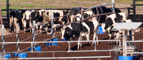 &Epsilon;&nu;&tau;ό&pi;&iota;&sigma;&alpha;&nu; &pi;&alpha;&rho;ά&nu;&omicron;&mu;&eta; &mu;&omicron;&nu;ά&delta;&alpha; &mu;&epsilon; &kappa;&rho;&omicron;ύ&sigma;&mu;&alpha;&tau;&alpha; &sigma;&tau;&alpha; &Lambda;&iota;&beta;ά&delta;&iota;&alpha;, &kappa;&alpha;&tau;&alpha;&gamma;&gamma;έ&lambda;&lambda;&epsilon;&tau;&alpha;&iota; &sigma;&tau;&eta;&nu; &Alpha;&sigma;&tau;&upsilon;&nu;&omicron;&mu;ί&alpha;-&Pi;ώ&sigmaf; &alpha;&pi;&alpha;&nu;&tau;ά &omicron; &Pi;&rho;ό&epsilon;&delta;&rho;&omicron;&sigmaf; &sigma;&tau;&alpha; &alpha;&iota;&tau;ή&mu;&alpha;&tau;&alpha; &tau;&omega;&nu; &kappa;&tau;&eta;&nu;&omicron;&tau;&rho;ό&phi;&omega;&nu;