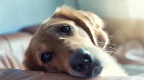 &Eta; ά&lambda;&lambda;&eta; ό&psi;&eta; &tau;&omicron;&upsilon; &pi;&omicron;&lambda;έ&mu;&omicron;&upsilon;-&Epsilon;&gamma;&kappa;&alpha;&tau;&alpha;&lambda;&epsilon;ί&pi;&omicron;&upsilon;&nu; &sigma;&kappa;ύ&lambda;&omicron;&upsilon;&sigmaf; &kappa;&alpha;&iota; &gamma;ά&tau;&epsilon;&sigmaf; &kappa;&alpha;&theta;ώ&sigmaf; &phi;&epsilon;ύ&gamma;&omicron;&upsilon;&nu; &alpha;&pi;ό &tau;&omicron; &Nu;&tau;&omicron;&upsilon;&mu;&pi;ά&iota;