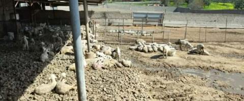 &Mu;&epsilon;&gamma;&alpha;&lambda;ώ&nu;&epsilon;&iota; &alpha;&kappa;ό&mu;&eta; &pi;&epsilon;&rho;&iota;&sigma;&sigma;ό&tau;&epsilon;&rho;&omicron; &eta; &alpha;&lambda;&upsilon;&sigma;ί&delta;&alpha; &kappa;&rho;&omicron;&upsilon;&sigma;&mu;ά&tau;&omega;&nu; &alpha;&phi;&theta;ώ&delta;&omicron;&upsilon;&sigmaf; &pi;&upsilon;&rho;&epsilon;&tau;&omicron;ύ-&Tau;&rho;ί&alpha; &nu;έ&alpha; &theta;&epsilon;&tau;&iota;&kappa;ά &pi;&epsilon;&rho;&iota;&sigma;&tau;&alpha;&tau;&iota;&kappa;ά, &sigma;&tau;&iota;&sigmaf; 38 &omicron;&iota; &pi;&lambda;&eta;&gamma;&epsilon;ί&sigma;&epsilon;&sigmaf; &mu;&omicron;&nu;ά&delta;&epsilon;&sigmaf;