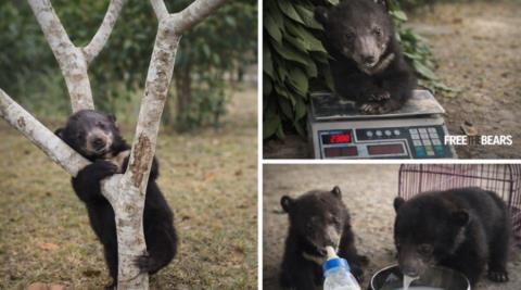 &Delta;ύ&omicron; &mu;&omega;&rho;ά &alpha;&rho;&kappa;&omicron;&upsilon;&delta;ά&kappa;&iota;&alpha; &sigma;ώ&theta;&eta;&kappa;&alpha;&nu; &sigma;&tau;&omicron; &Lambda;ά&omicron;&sigmaf; &alpha;&pi;ό &tau;&omicron; &pi;&alpha;&rho;ά&nu;&omicron;&mu;&omicron; &epsilon;&mu;&pi;ό&rho;&iota;&omicron; ά&gamma;&rho;&iota;&alpha;&sigmaf; &zeta;&omega;ή&sigmaf;