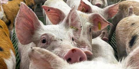 &Iota;&kappa;&alpha;&nu;&omicron;&pi;&omicron;ί&eta;&sigma;&eta; &Sigma;&upsilon;&nu;&delta;έ&sigma;&mu;&omicron;&upsilon; &Chi;&omicron;&iota;&rho;&omicron;&tau;&rho;ό&phi;&omega;&nu; &gamma;&iota;&alpha; &kappa;&upsilon;&beta;&epsilon;&rho;&nu;&eta;&tau;&iota;&kappa;ά &mu;έ&tau;&rho;&alpha; &sigma;&tau;ή&rho;&iota;&xi;&eta;&sigmaf; &kappa;&tau;&eta;&nu;&omicron;&tau;&rho;&omicron;&phi;ί&alpha;&sigmaf;