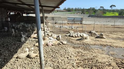 &Phi;&omega;&nu;ά&zeta;&omicron;&upsilon;&nu; &kappa;&alpha;&iota; &omicron;&iota; &kappa;&tau;&eta;&nu;&omicron;&tau;&rho;ό&phi;&omicron;&iota; &sigma;&epsilon; &sigma;&epsilon; &Tau;ί&mu;&eta; &kappa;&alpha;&iota; &Alpha;&nu;&alpha;&rho;ί&tau;&alpha; &gamma;&iota;&alpha; &nu;έ&alpha; &mu;έ&tau;&rho;&alpha; &kappa;&alpha;&tau;ά &alpha;&phi;&theta;ώ&delta;&omicron;&upsilon;&sigmaf; &pi;&upsilon;&rho;&epsilon;&tau;&omicron;ύ-&laquo;&Alpha;&phi;ή&nu;&omicron;&nu;&tau;&alpha;&iota; &sigma;&tau;&omicron; έ&lambda;&epsilon;&omicron;&sigmaf; &tau;&omicron;&upsilon; &Theta;&epsilon;&omicron;ύ&raquo;