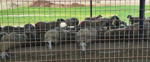 &Xi;&epsilon;&kappa;ί&nu;&eta;&sigma;&epsilon; &eta; &delta;&epsilon;ύ&tau;&epsilon;&rho;&eta; &delta;ό&sigma;&eta; &epsilon;&mu;&beta;&omicron;&lambda;ί&omicron;&upsilon; &sigma;&epsilon; &beta;&omicron;&omicron;&epsilon;&iota;&delta;ή &kappa;&alpha;&iota; &alpha;&iota;&gamma;&omicron;&pi;&rho;ό&beta;&alpha;&tau;&alpha;-&Sigma;&tau;&alpha; 81 &tau;&alpha; &sigma;&eta;&mu;&epsilon;ί&alpha; &epsilon;&lambda;έ&gamma;&chi;&omicron;&upsilon;, &alpha;&nu;&alpha;&mu;έ&nu;&epsilon;&tau;&alpha;&iota; &nu;&alpha; &xi;&epsilon;&pi;&epsilon;&rho;ά&sigma;&omicron;&upsilon;&nu; &tau;&iota;&sigmaf; 25 &chi;&iota;&lambda;&iota;ά&delta;&epsilon;&sigmaf; &omicron;&iota; &theta;&alpha;&nu;&alpha;&tau;ώ&sigma;&epsilon;&iota;&sigmaf;