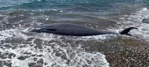 &Pi;&rho;&omicron;&chi;ώ&rho;&eta;&sigma;&epsilon; &sigma;&tau;&iota;&sigmaf; &pi;&rho;&omicron;&beta;&lambda;&epsilon;&pi;ό&mu;&epsilon;&nu;&epsilon;&sigmaf; &delta;&iota;&alpha;&delta;&iota;&kappa;&alpha;&sigma;ί&epsilon;&sigmaf; &tau;&omicron; &Tau;&Alpha;&Theta;&Epsilon; &mu;&epsilon;&tau;ά &tau;&omicron;&nu; &epsilon;&kappa;&beta;&rho;&alpha;&sigma;&mu;ό &nu;&epsilon;&kappa;&rho;&omicron;ύ &delta;&epsilon;&lambda;&phi;&iota;&nu;&iota;&omicron;ύ &sigma;&tau;&eta;&nu; &Pi;ά&phi;&omicron;