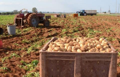 Βιώνουν τις επιπτώσεις από τον πόλεμο στη Μέση Ανατολή οι πατατοπαραγωγοί-Αυξήθηκε το κόστος, καθυστερήσεις στις εξαγωγές