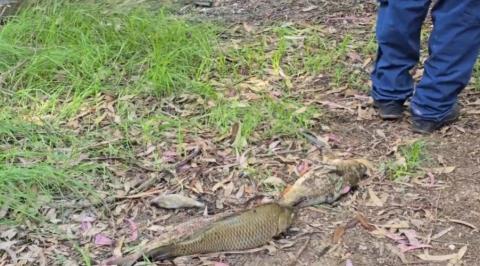 BINTEO: &Delta;&epsilon;&kappa;ά&delta;&epsilon;&sigmaf; &nu;&epsilon;&kappa;&rho;ά &psi;ά&rho;&iota;&alpha; &sigma;&tau;&eta; &lambda;ί&mu;&nu;&eta; &Alpha;&theta;&alpha;&lambda;ά&sigma;&sigma;&alpha;&sigmaf;, έ&kappa;&tau;&alpha;&kappa;&tau;&eta; &sigma;ύ&sigma;&kappa;&epsilon;&psi;&eta; &alpha;&rho;&mu;o&delta;ί&omega;&nu;-&Tau;&iota; &delta;&epsilon;ί&chi;&nu;&omicron;&upsilon;&nu; &omicron;&iota; &pi;&rho;ώ&tau;&epsilon;&sigmaf; &epsilon;&kappa;&tau;&iota;&mu;ή&sigma;&epsilon;&iota;&sigmaf;