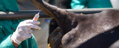 Ά&delta;&epsilon;&iota;&alpha; &Kappa;&tau;&eta;&nu;&iota;&alpha;&tau;&rho;&iota;&kappa;ώ&nu; &gamma;&iota;&alpha; &epsilon;&pi;&alpha;&nu;&alpha;&lambda;&epsilon;&iota;&tau;&omicron;&upsilon;&rho;&gamma;ί&alpha; &tau;&omega;&nu; έ&nu;&delta;&epsilon;&kappa;&alpha; &mu;&omicron;&nu;ά&delta;&omega;&nu; &sigma;&tau;&omicron; &Pi;έ&rho;&gamma;&alpha;&mu;&omicron;&sigmaf;-&Pi;&lambda;&eta;&sigma;&iota;ά&zeta;&epsilon;&iota; &tau;&omicron; 50% &eta; &delta;&epsilon;ύ&tau;&epsilon;&rho;&eta; &delta;ό&sigma;&eta; &epsilon;&mu;&beta;&omicron;&lambda;&iota;&alpha;&sigma;&mu;ώ&nu;