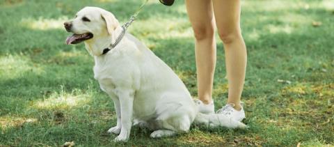 Εφαρμογή μέτρων σε όλα τα επίπεδα ζητά το Γραφείο της Επιτρόπου Ευημερίας των Ζώων